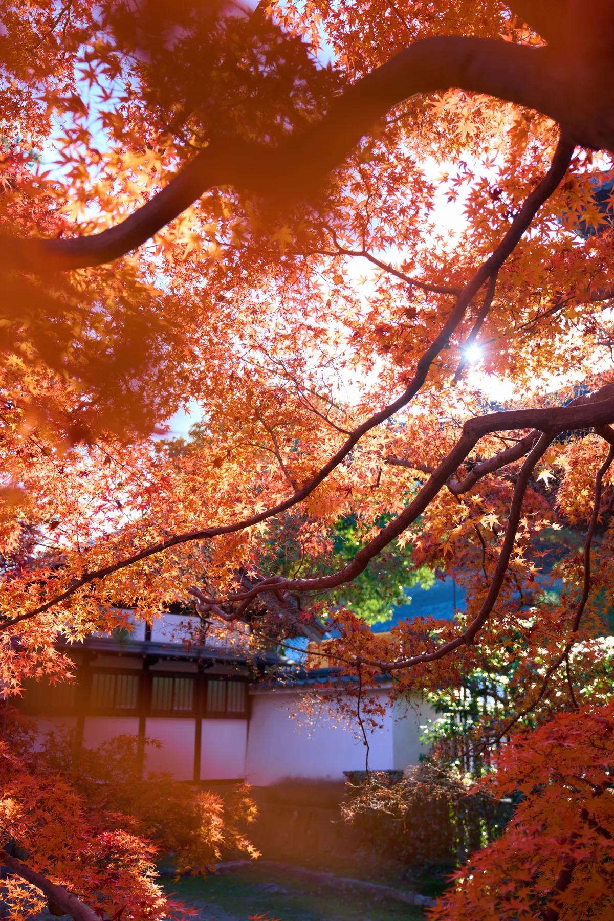 Tofuku-ji (2025) | Kyoto | Landscapes of Japan