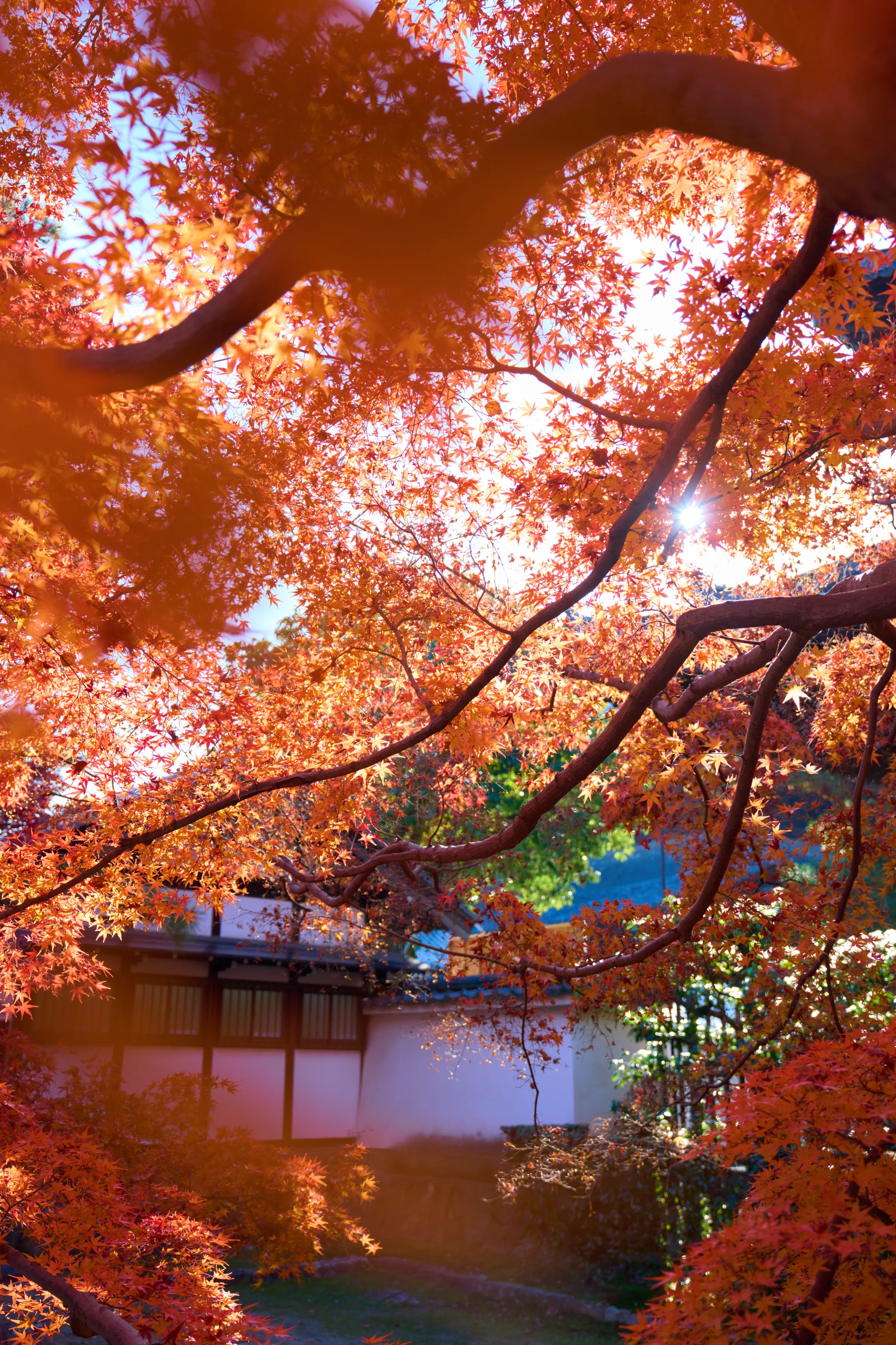 東福寺 (2025) | 京都府 | Landscapes of Japan