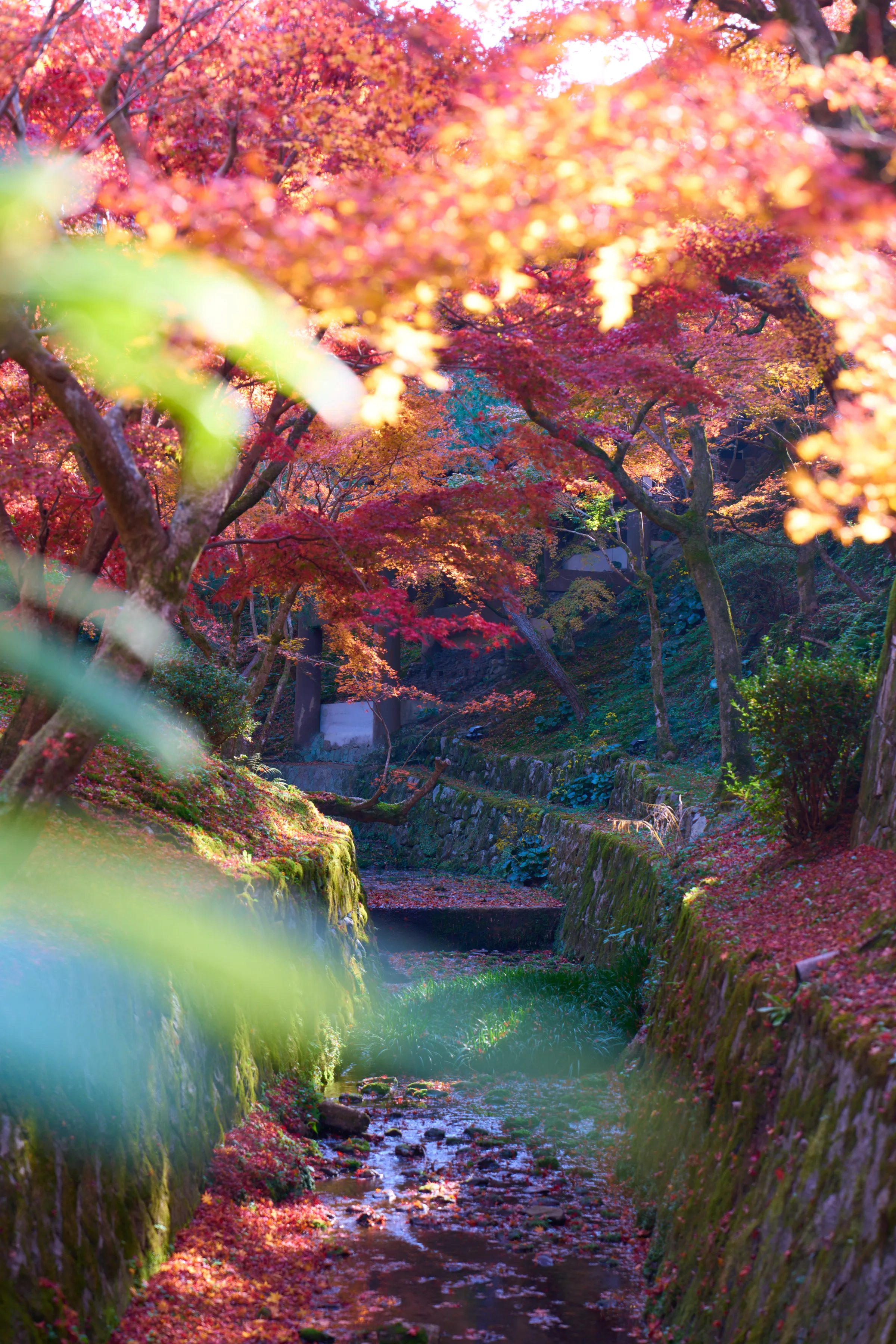 東福寺 (2025) | 京都府 | Landscapes of Japan
