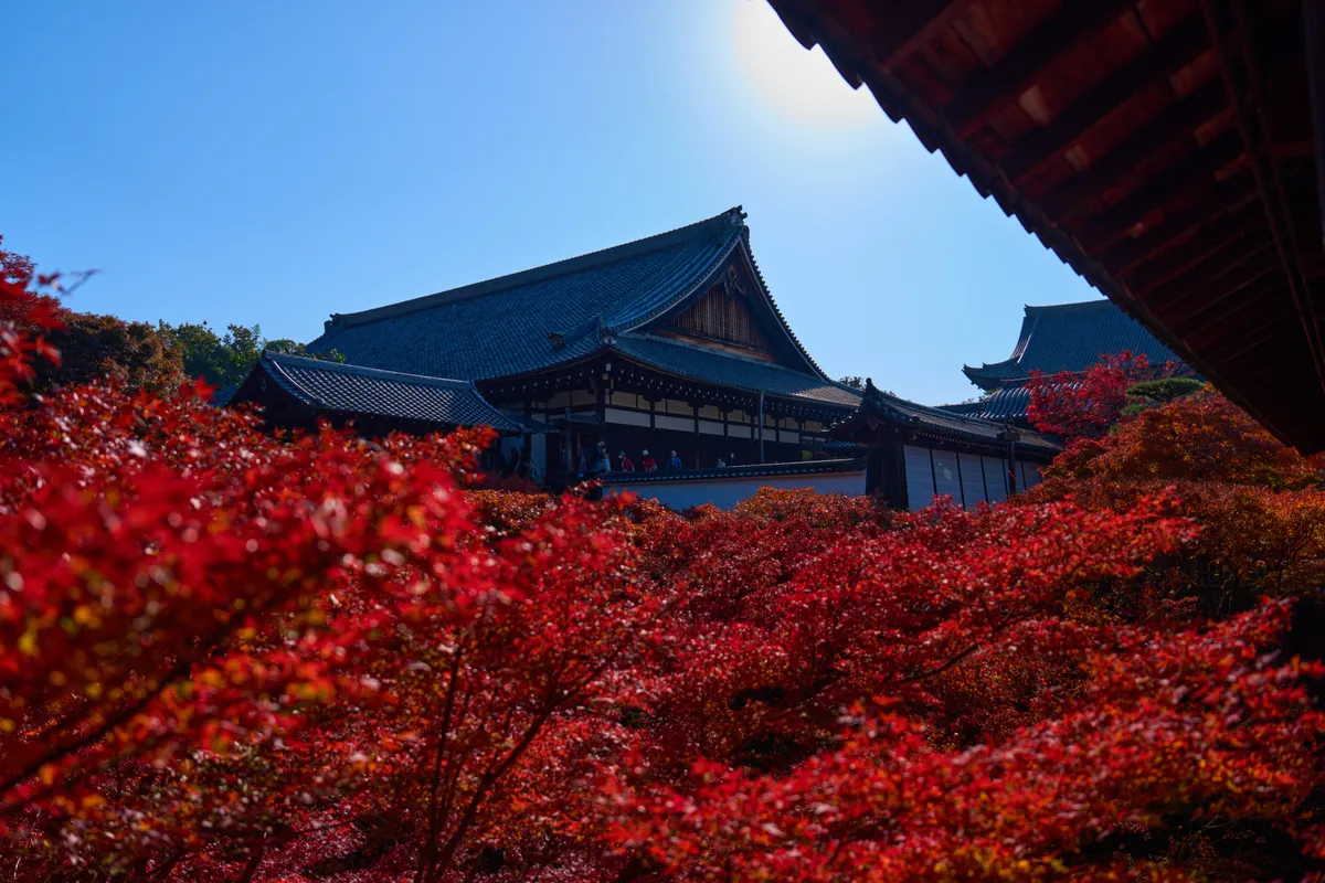 Tofuku-ji (2025) | Kyoto | Landscapes of Japan