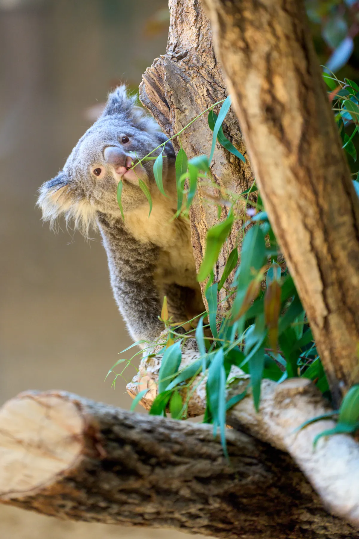 Higashiyama Zoo (2026) | Aichi | Landscapes of Japan