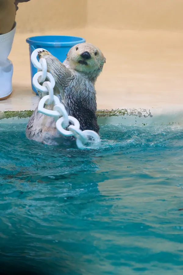 Toba Aquarium - Mie | Animals