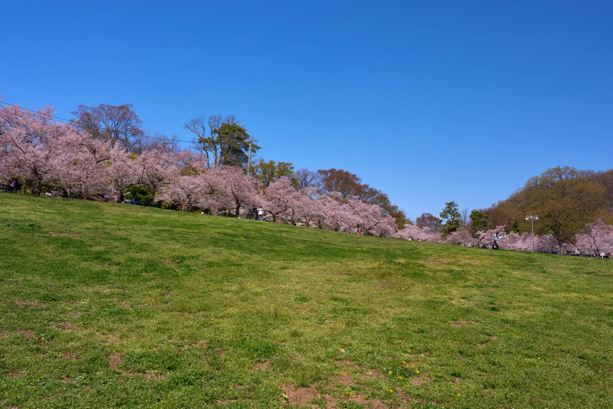 Joyama Park (Matsumoto) - Nagano | Cherry Blossoms