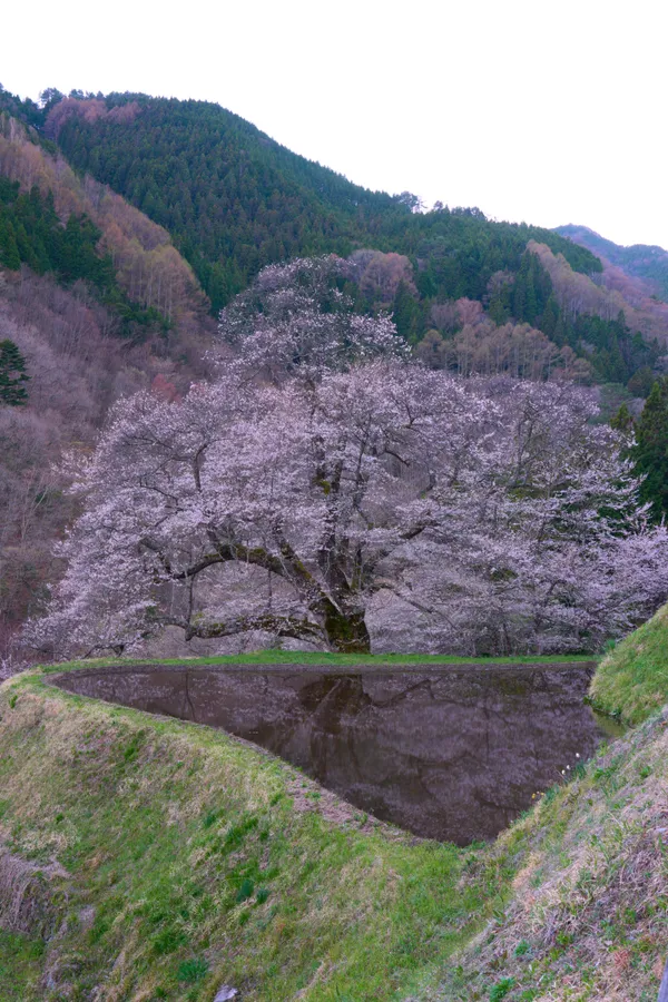 Komatsunagi Cherry Tree - Nagano | Cherry Blossoms