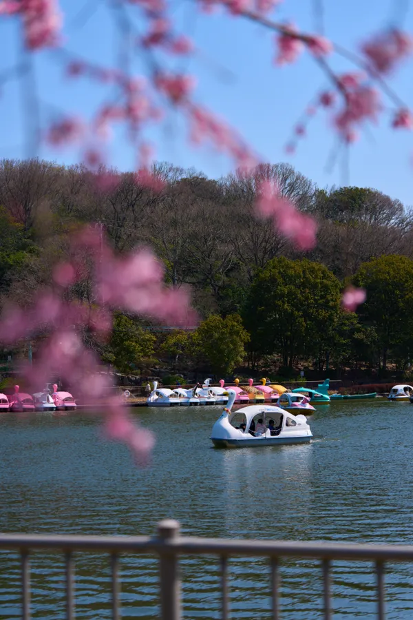 Higashiyama Zoo - Aichi | Cherry Blossoms