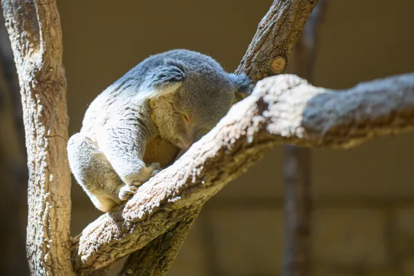 Higashiyama Zoo - Aichi | Animals