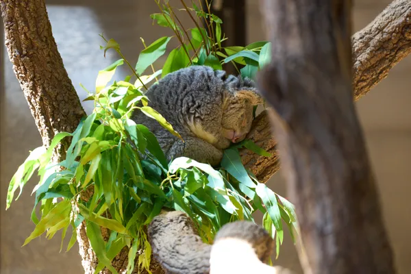 Higashiyama Zoo - Aichi | Animals