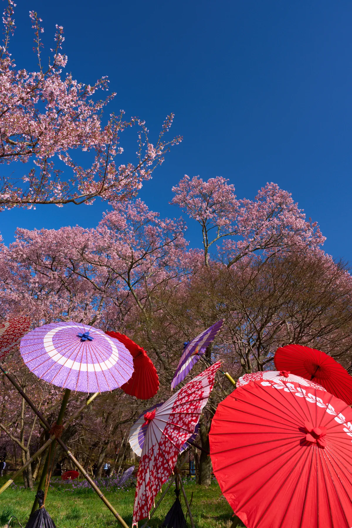Takato Castle Park - Nagano | Cherry Blossoms