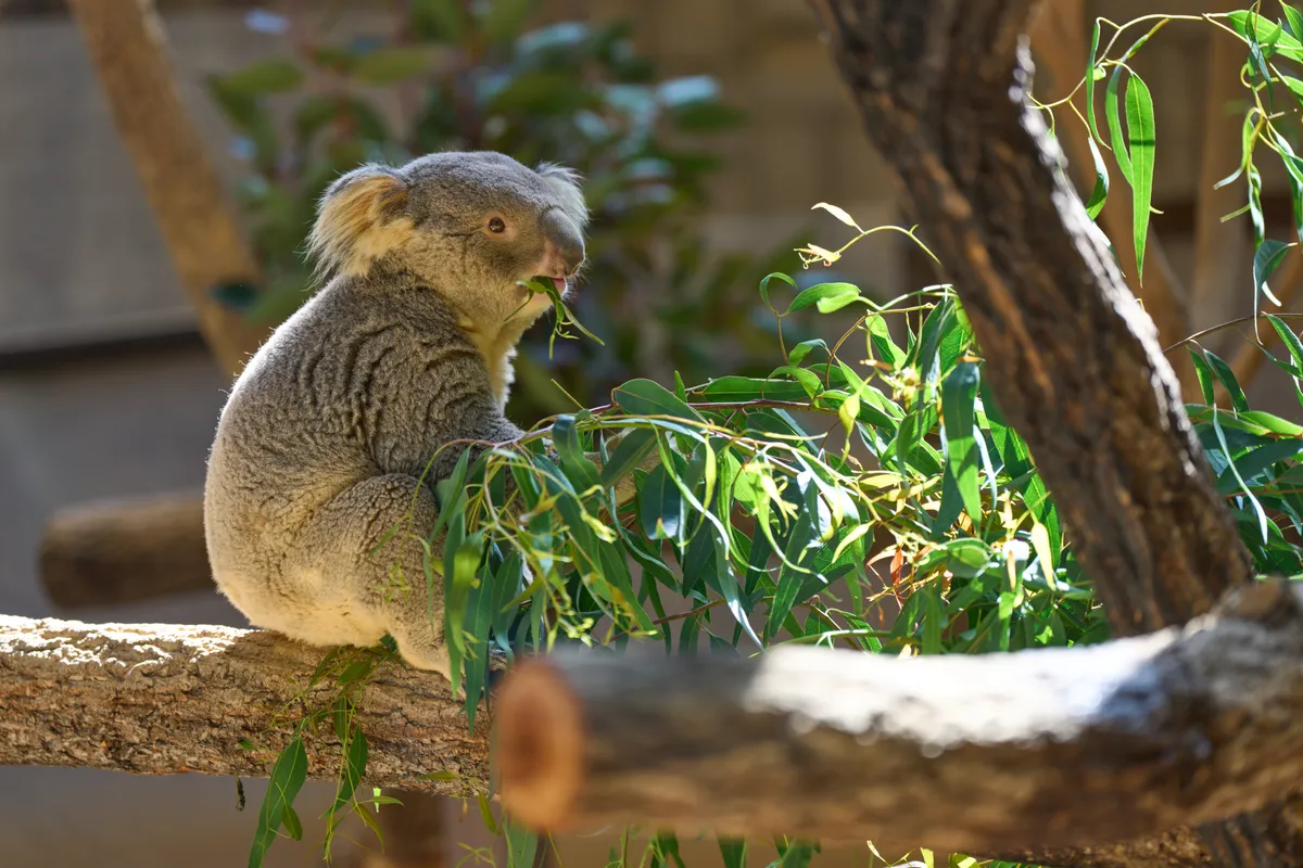 Higashiyama Zoo (2026) | Aichi | Landscapes of Japan
