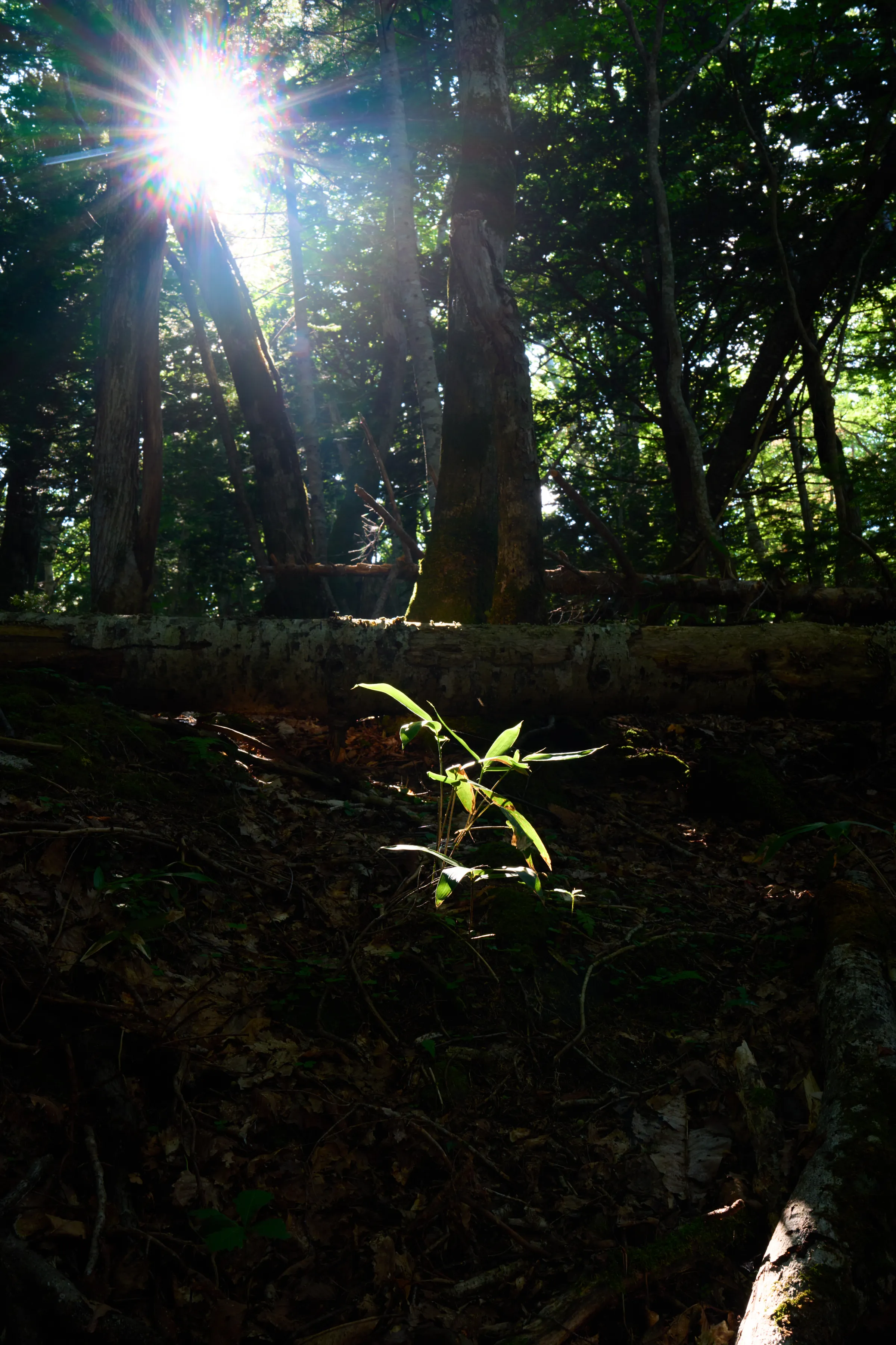 知床 (2025) | 北海道 | Landscapes of Japan
