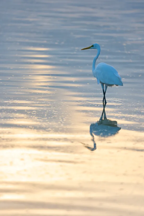 Taketomi Island - Okinawa | Birds