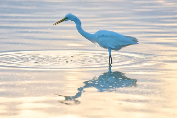 Taketomi Island - Okinawa | Birds