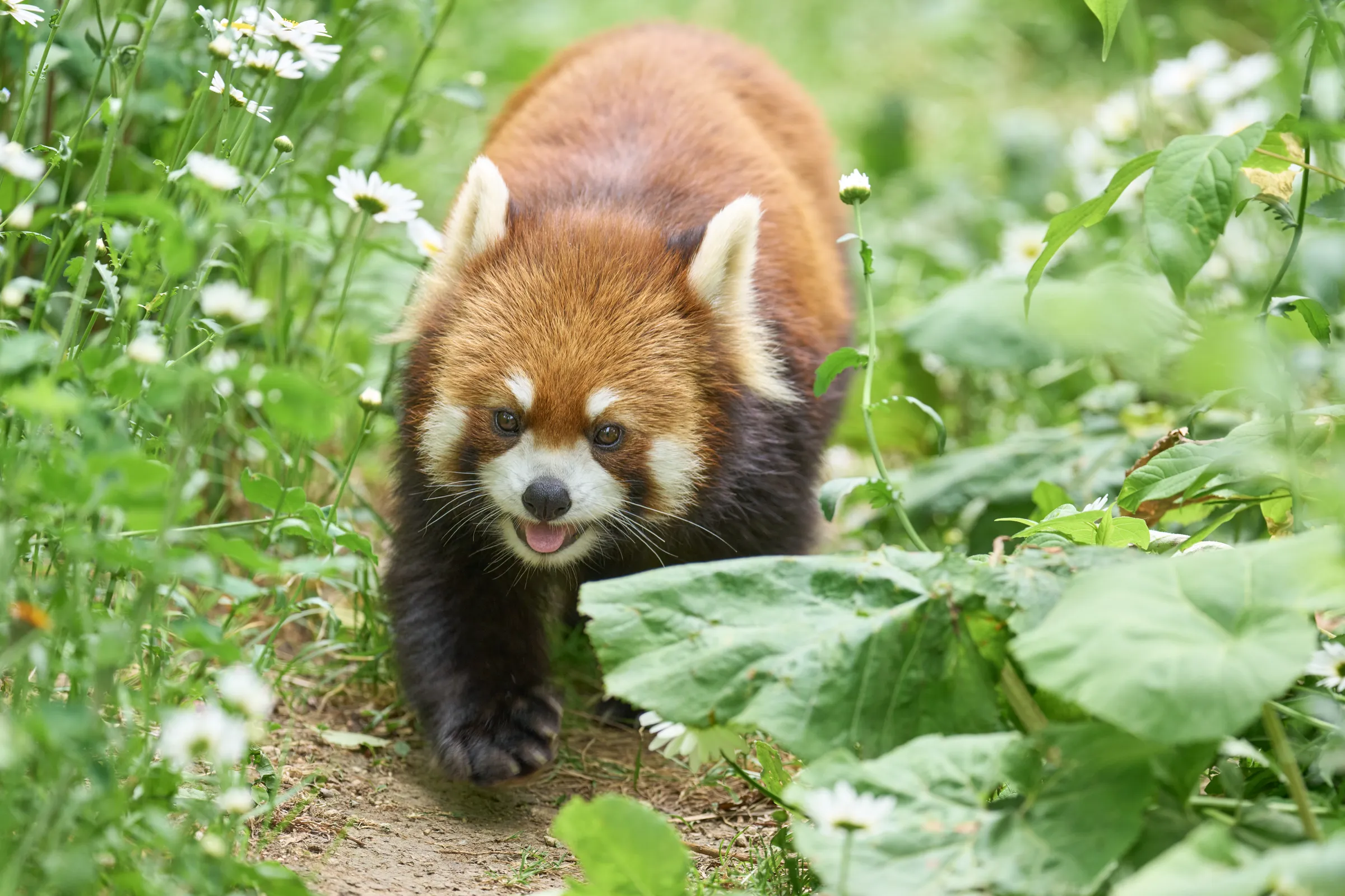 円山動物園 (2026) | 北海道 | Landscapes of Japan