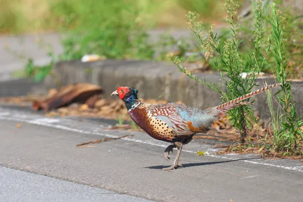 Ishigaki Island - Okinawa | Birds