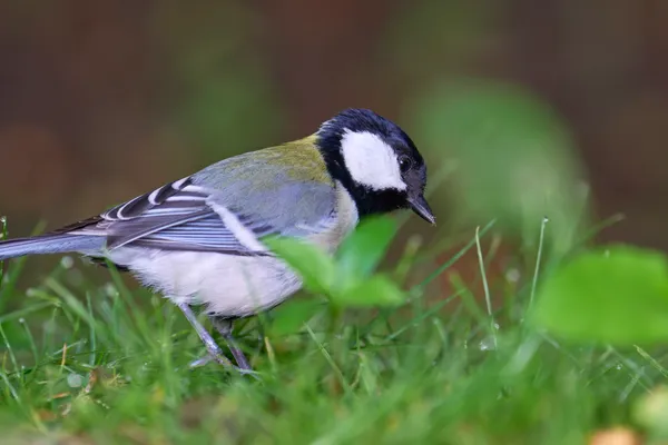 Sapporo - Hokkaido | Birds