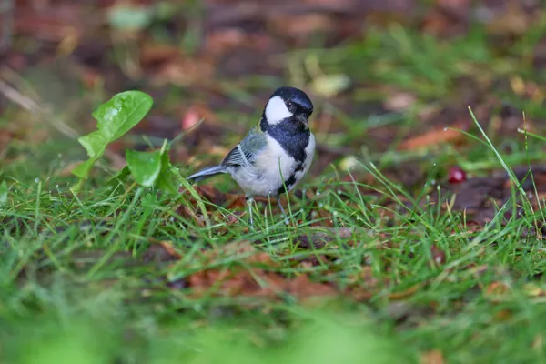 Sapporo - Hokkaido | Birds