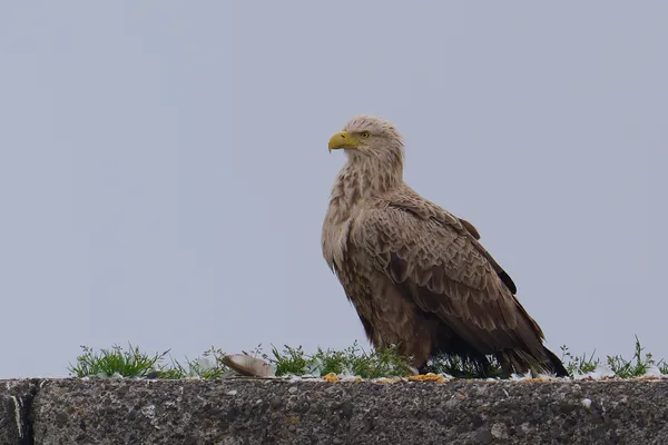 Shiretoko - Hokkaido | Birds