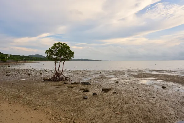 Ishigaki Island - Okinawa | Coastal