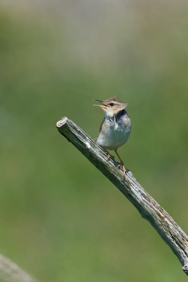 Shiretoko - Hokkaido | Birds