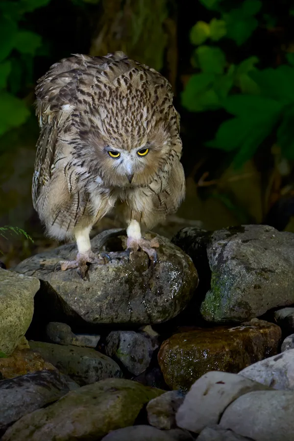 Shiretoko - Hokkaido | Birds