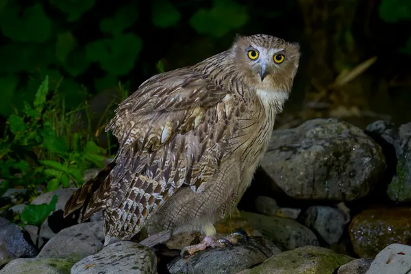 Shiretoko - Hokkaido | Birds
