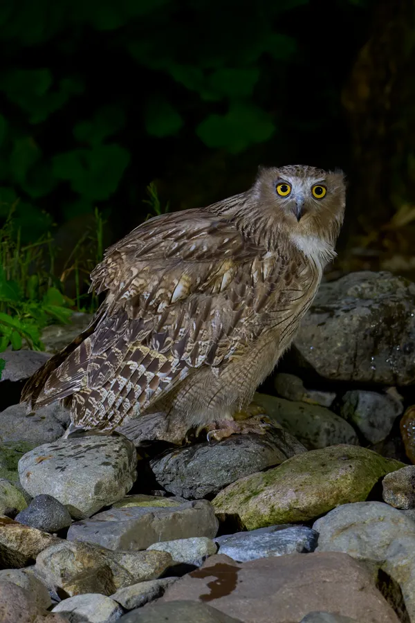 Shiretoko - Hokkaido | Birds