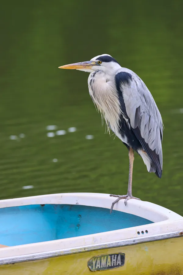Sapporo - Hokkaido | Birds