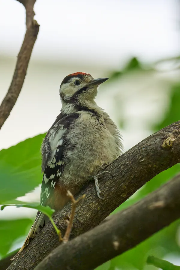 Sapporo - Hokkaido | Birds