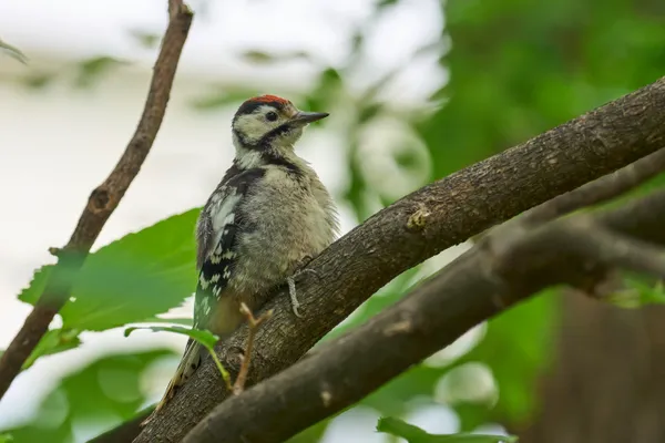 Sapporo - Hokkaido | Birds
