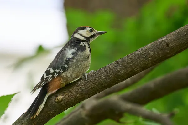 Sapporo - Hokkaido | Birds