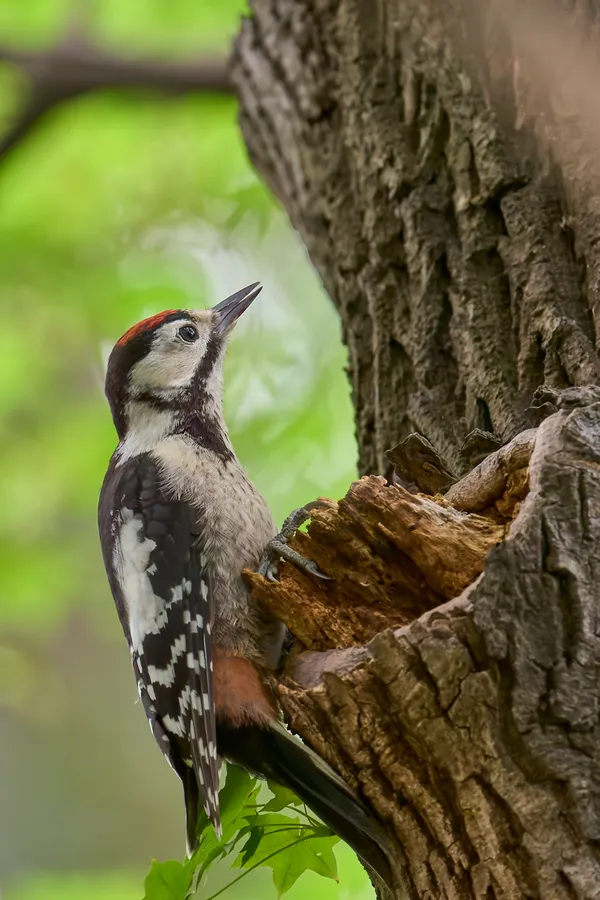 Sapporo - Hokkaido | Birds