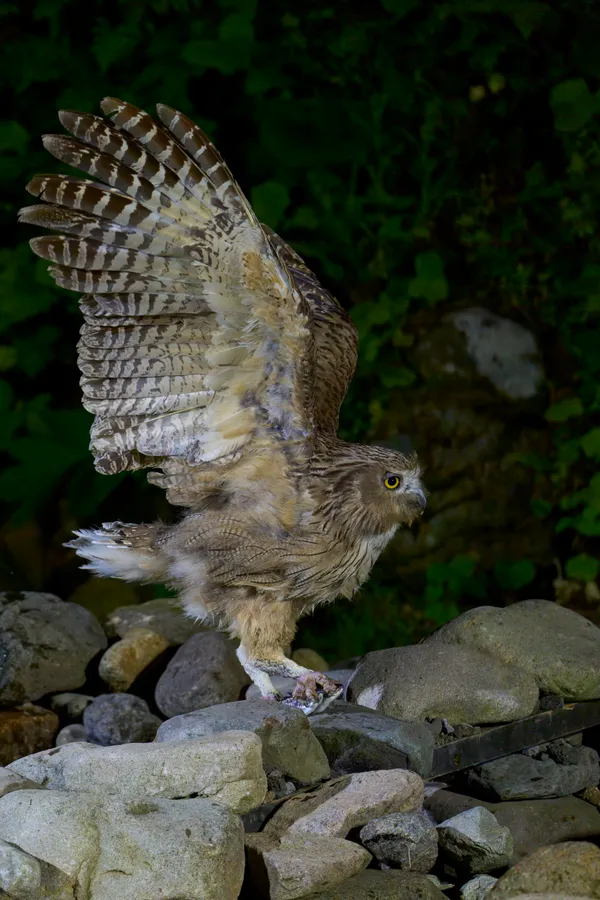 Shiretoko - Hokkaido | Birds