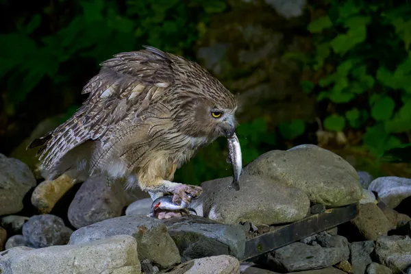 Shiretoko - Hokkaido | Birds