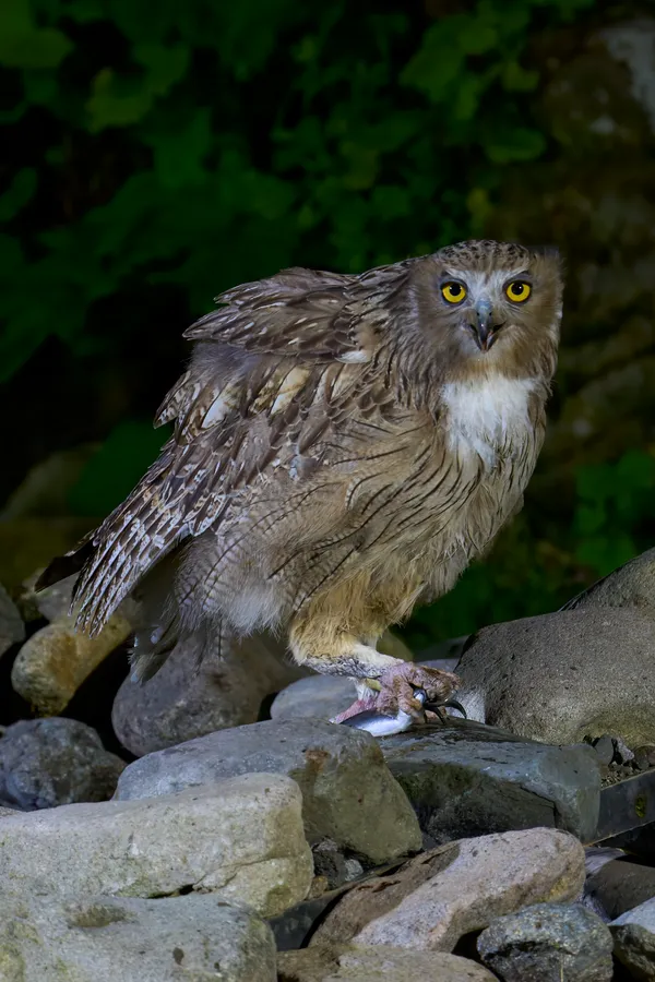 Shiretoko - Hokkaido | Birds