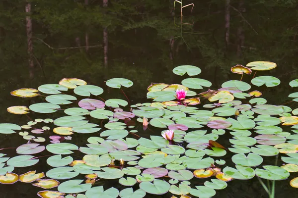 Kusatsu Onsen (2026) | Gunma | Landscapes of Japan