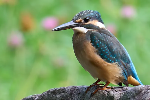 Sapporo - Hokkaido | Birds