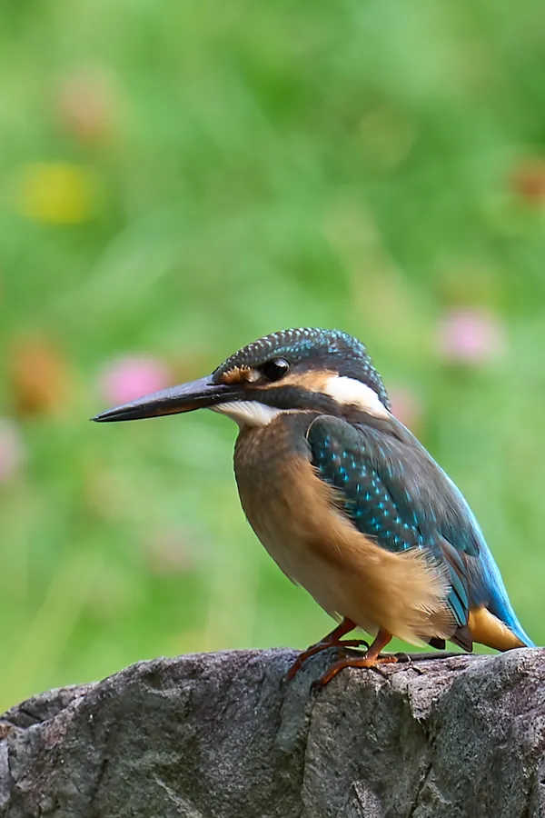 Sapporo - Hokkaido | Birds