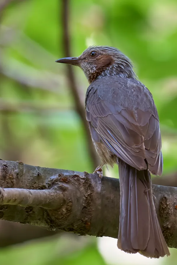 Sapporo - Hokkaido | Birds