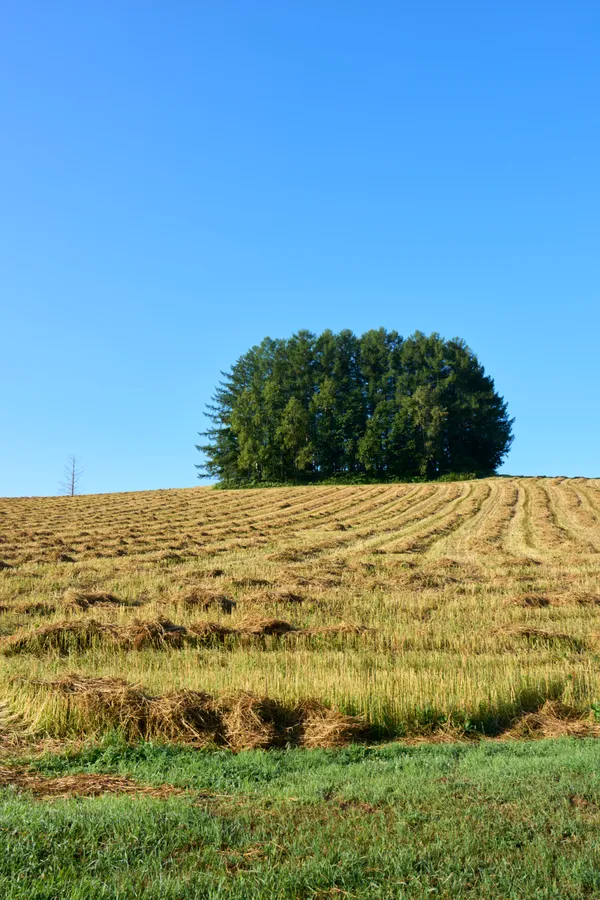 Biei (2026) | Hokkaido | Landscapes of Japan