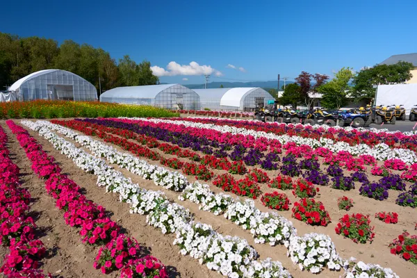 Biei (2026) | Hokkaido | Landscapes of Japan