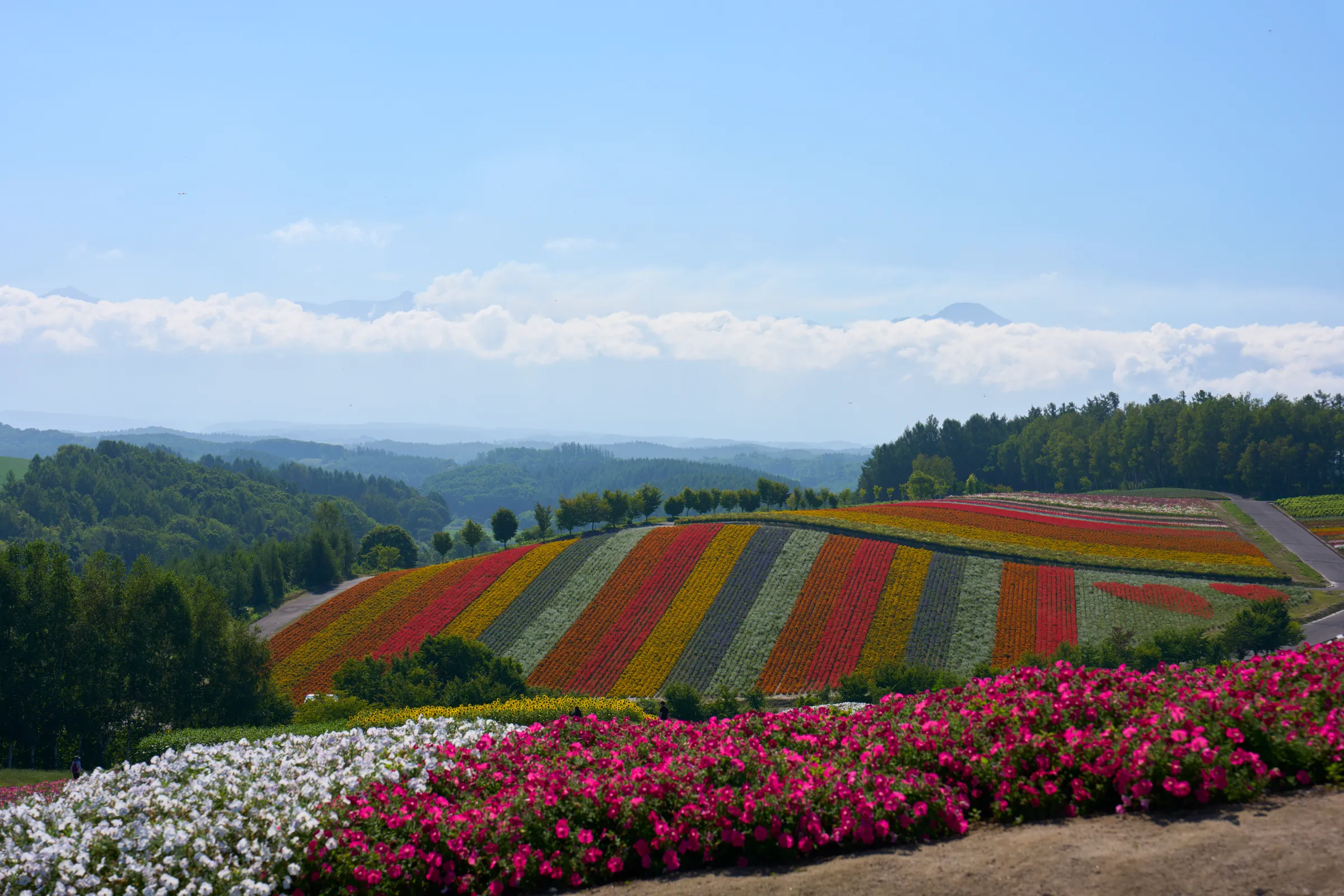 Biei (2026) | Hokkaido | Landscapes of Japan