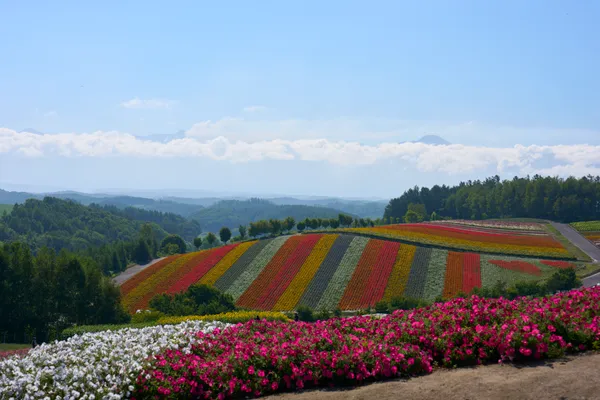 Biei (2026) | Hokkaido | Landscapes of Japan