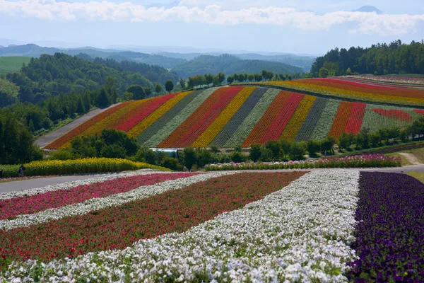 Biei (2026) | Hokkaido | Landscapes of Japan