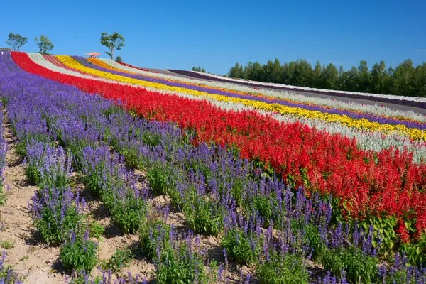 Biei (2026) | Hokkaido | Landscapes of Japan