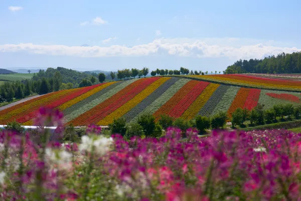 Biei (2026) | Hokkaido | Landscapes of Japan