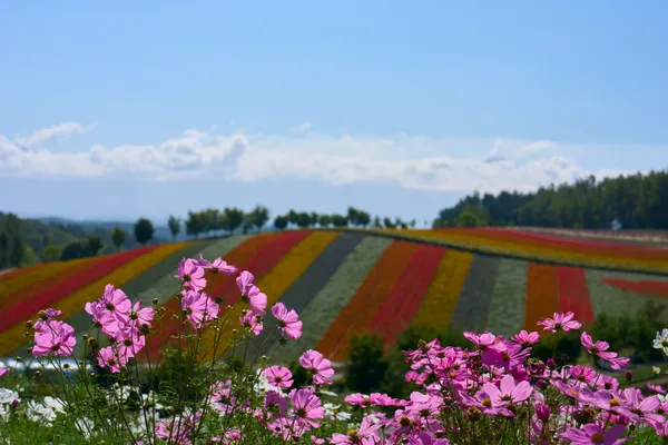 Biei (2026) | Hokkaido | Landscapes of Japan