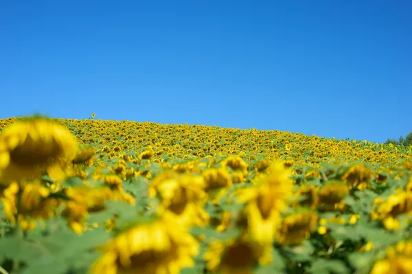 Biei (2026) | Hokkaido | Landscapes of Japan