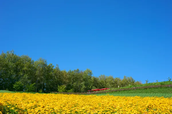 Biei (2026) | Hokkaido | Landscapes of Japan
