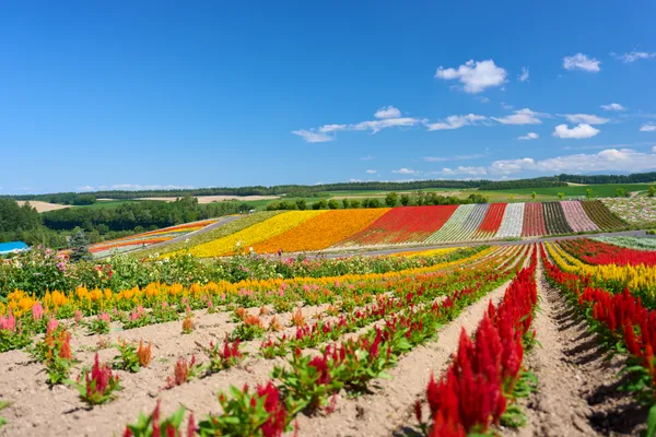 Biei (2026) | Hokkaido | Landscapes of Japan