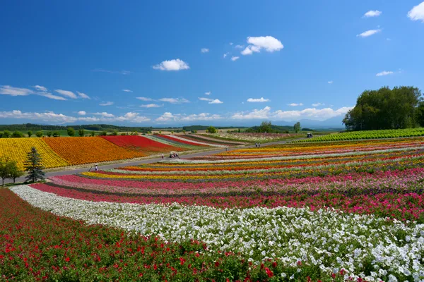 Biei (2026) | Hokkaido | Landscapes of Japan
